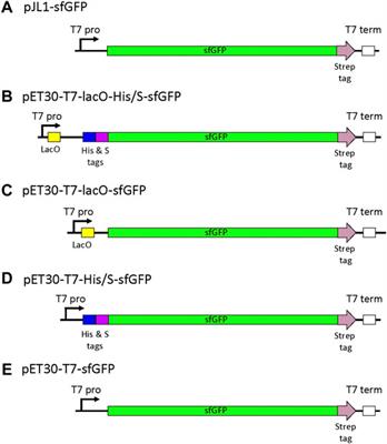 Characterizing and Improving pET Vectors for Cell-free Expression